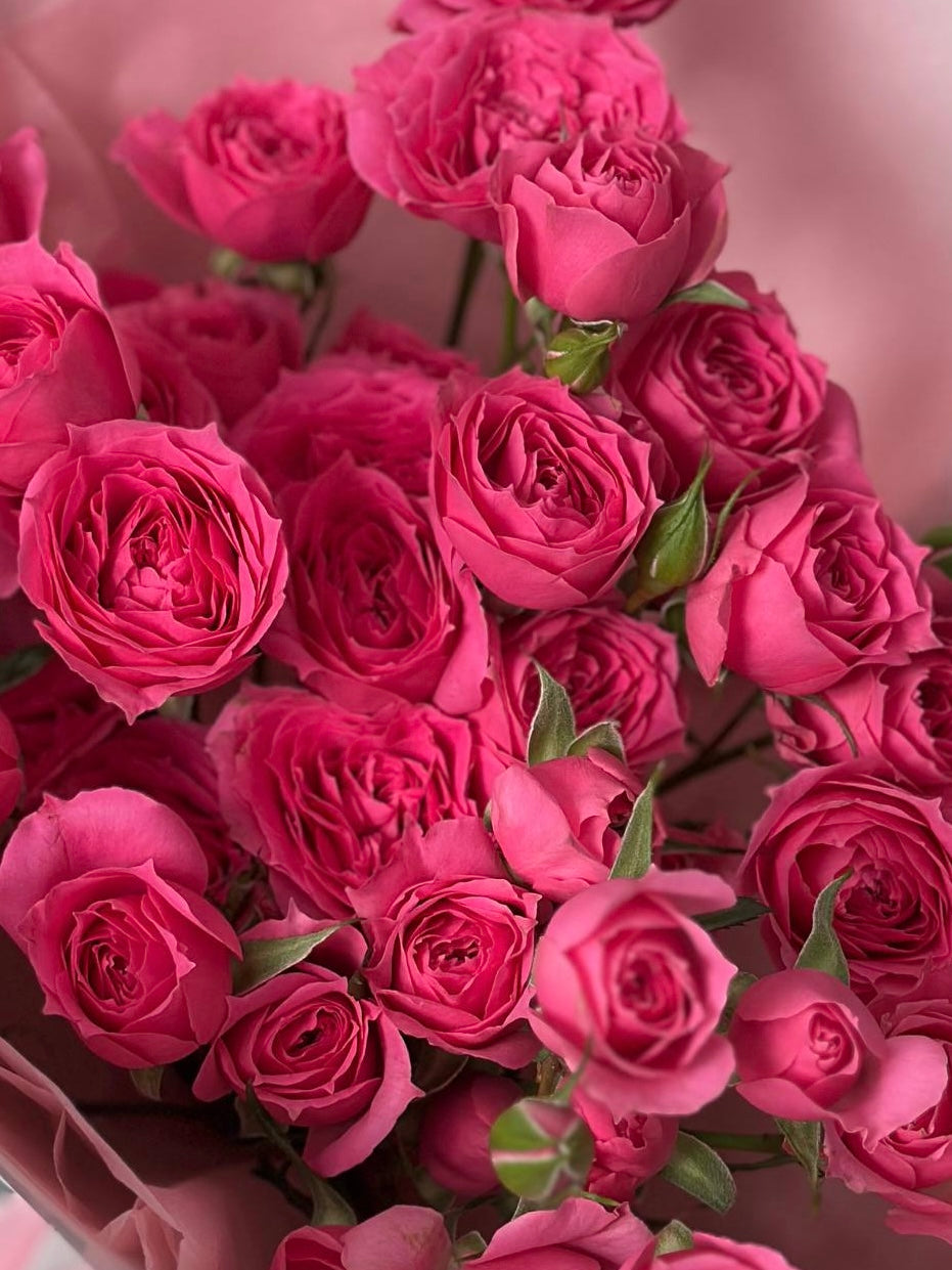 5 Bush rose
