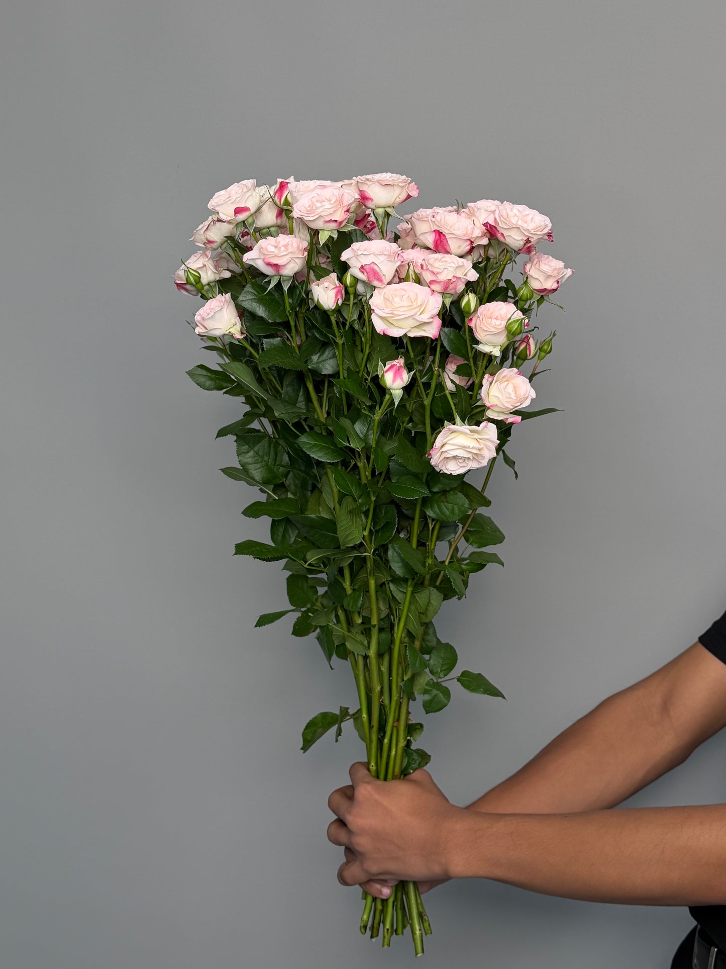 Tiger bush roses by the pack at a wholesale price — LaLa Pattaya