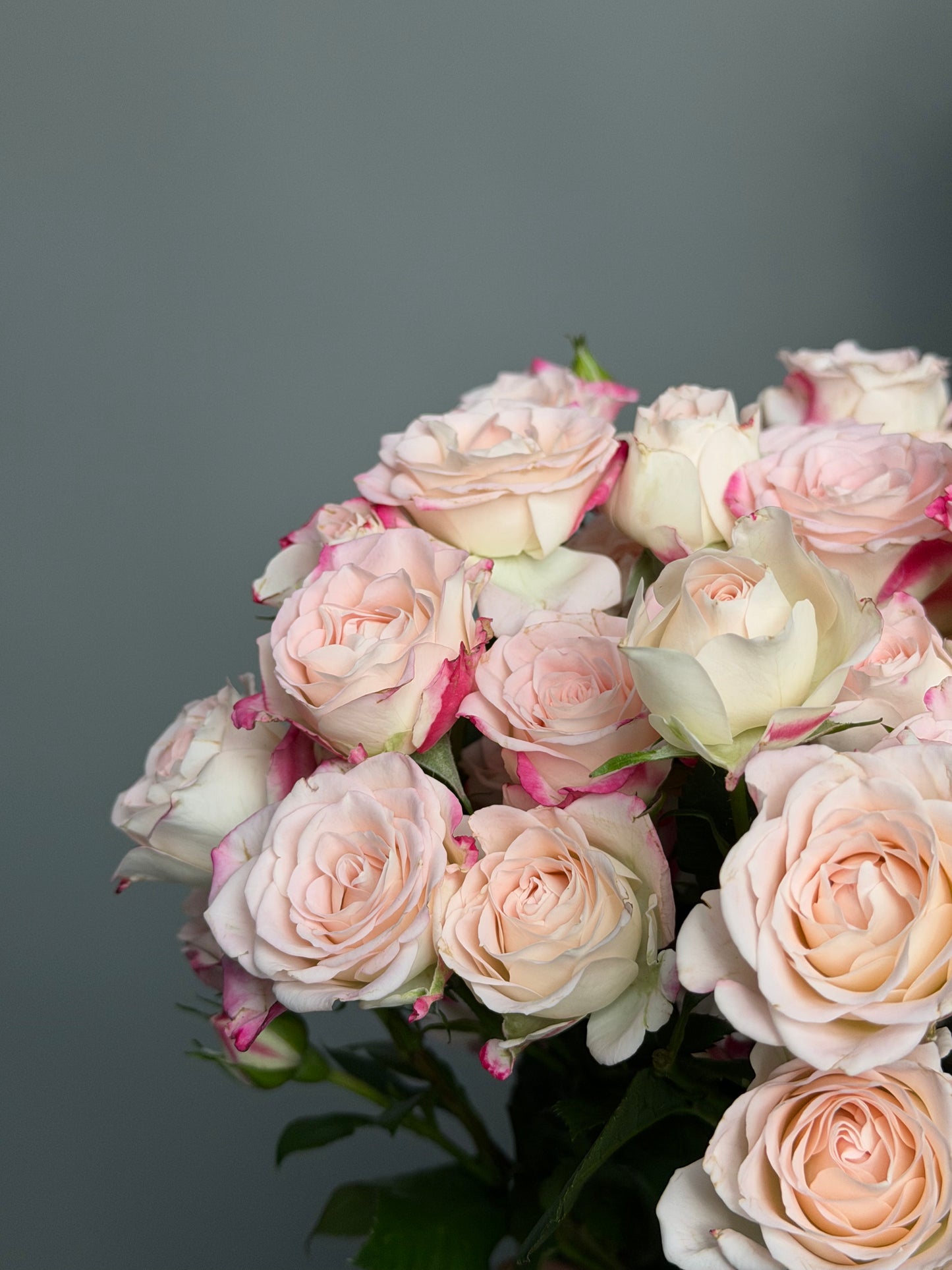 Tiger bush roses at a wholesale price — LaLa Pattaya