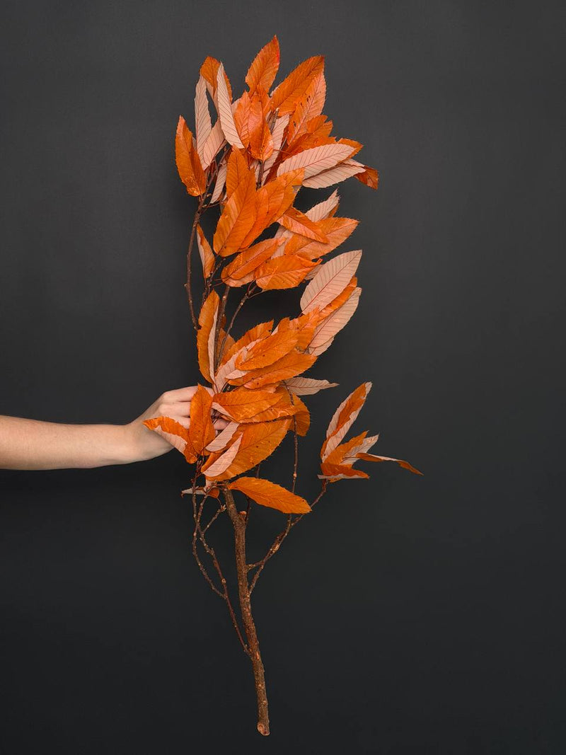Autumn leaves