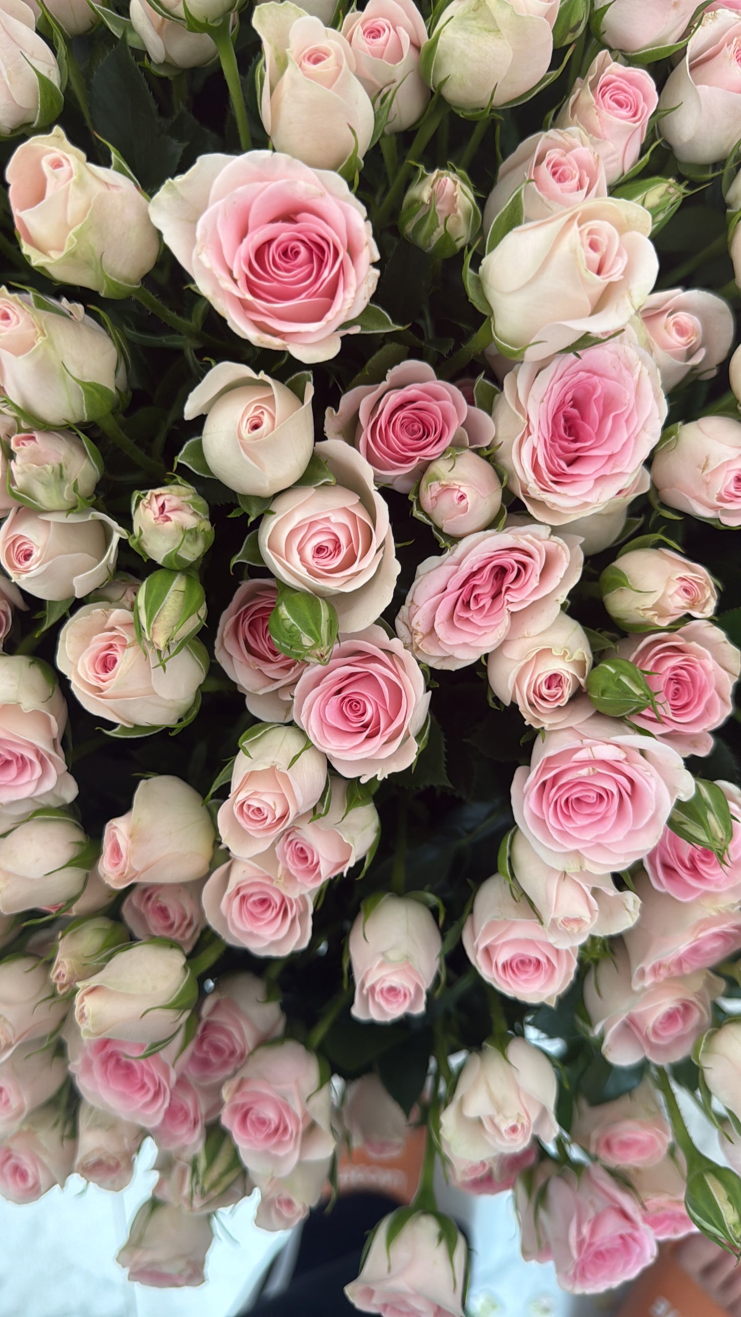 Basket with bush rose