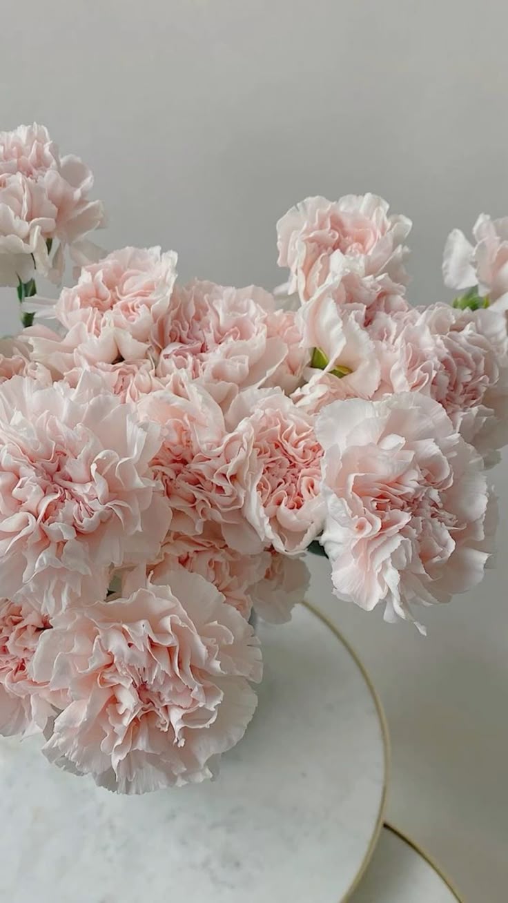 Dianthus