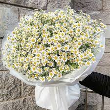 Daisies