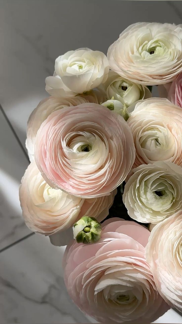 Ranunculus