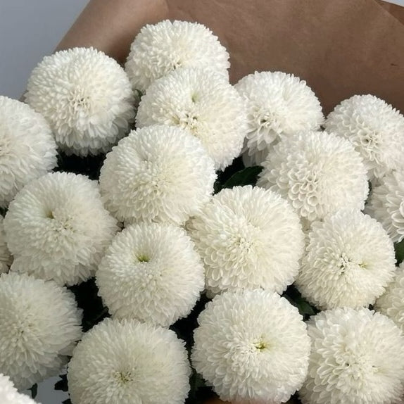 Chrysanthemum