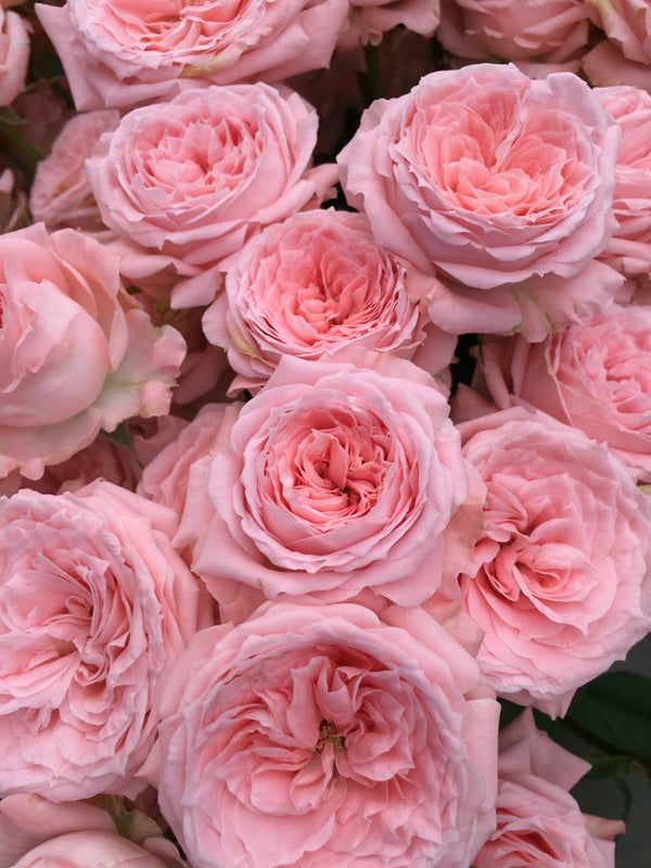 Roses