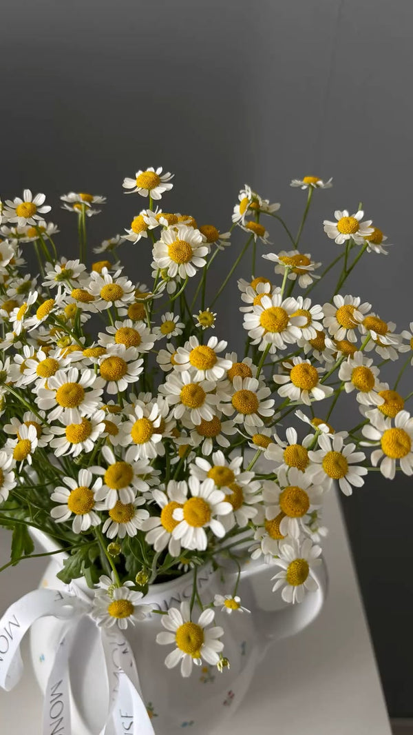 Daisies