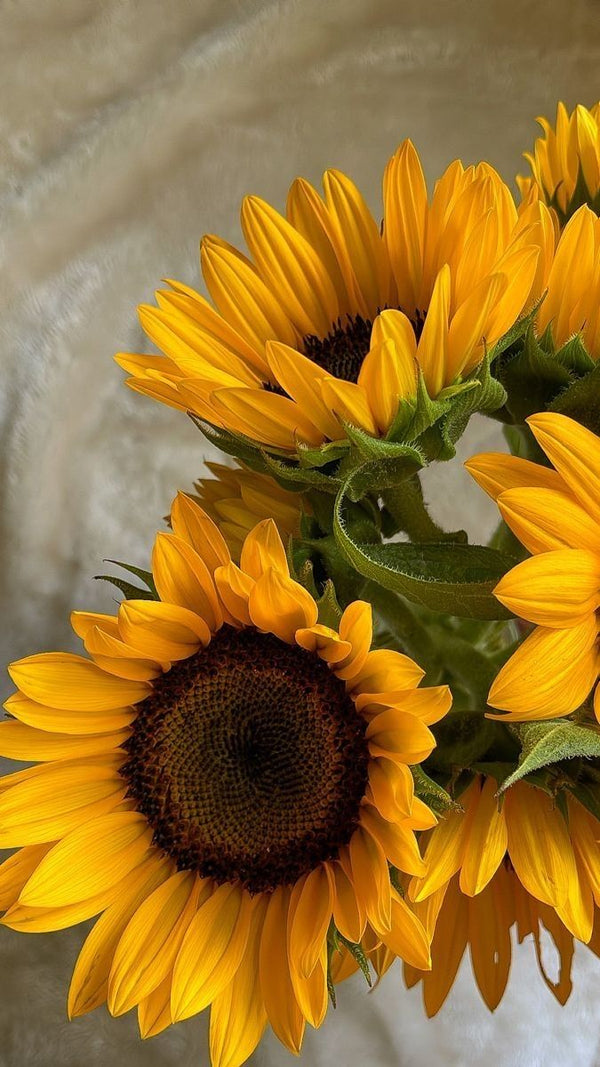 Sunflowers