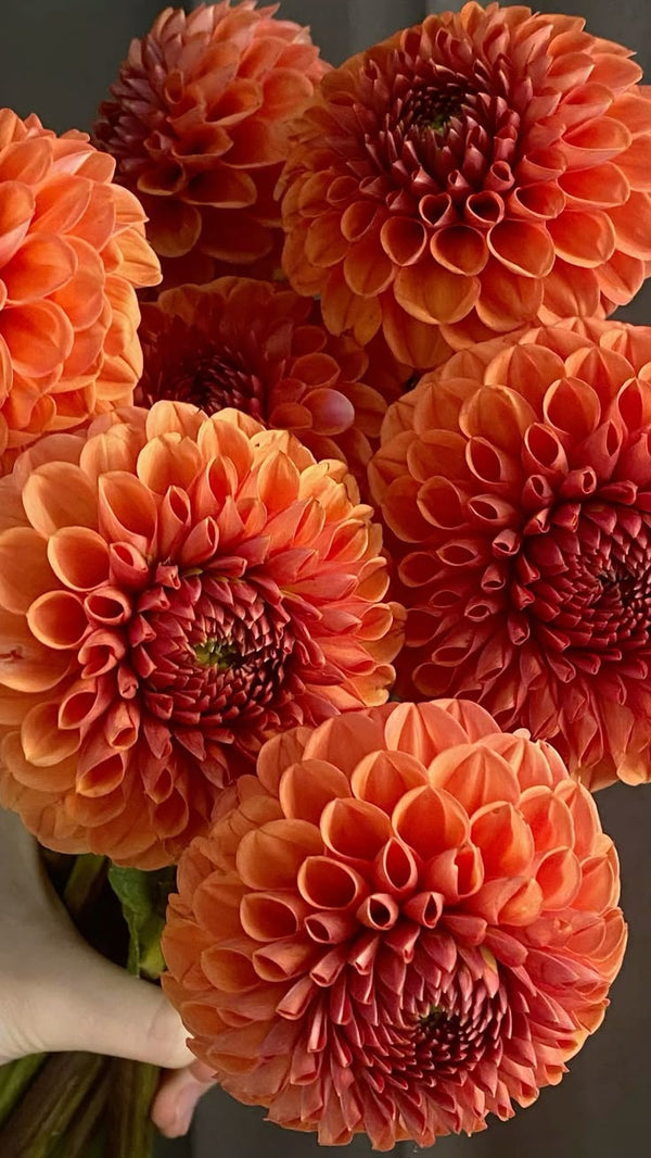 Dahlias