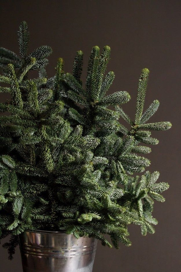 Evergreens