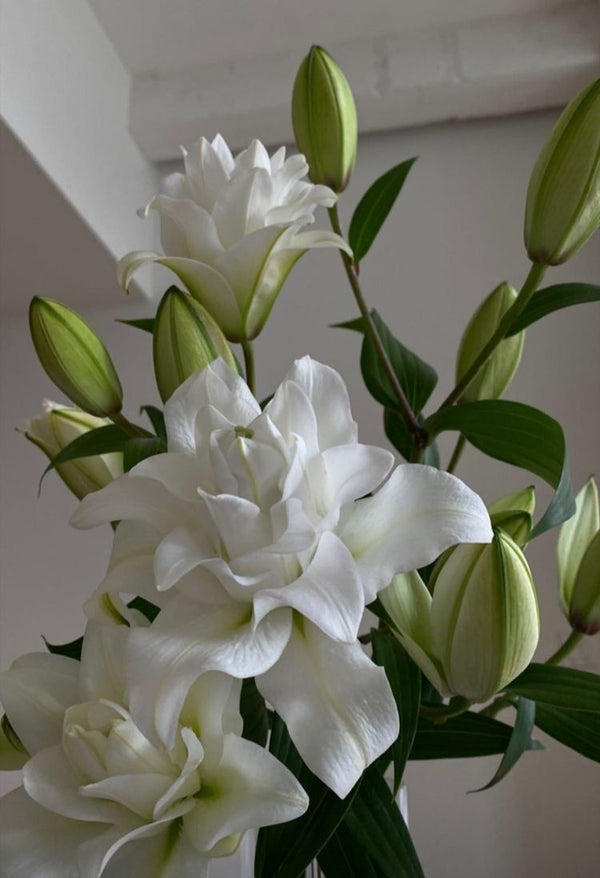 Lilies