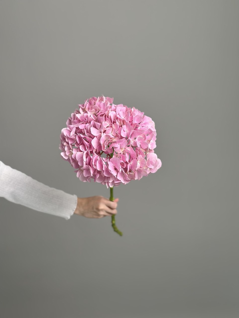 Hydrangea pink