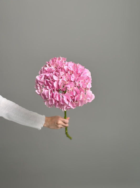 Hydrangea pink