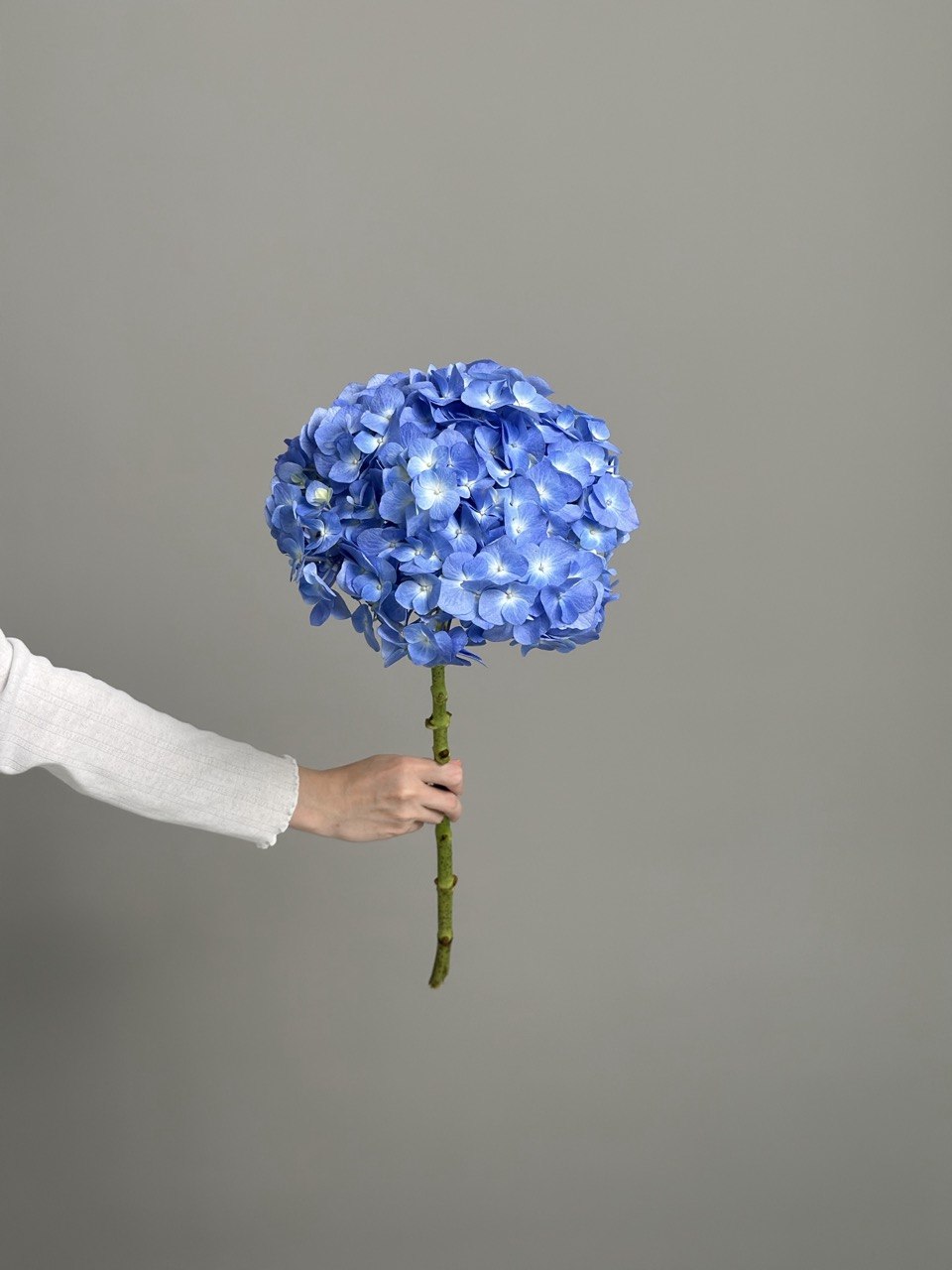 Hydrangea blue