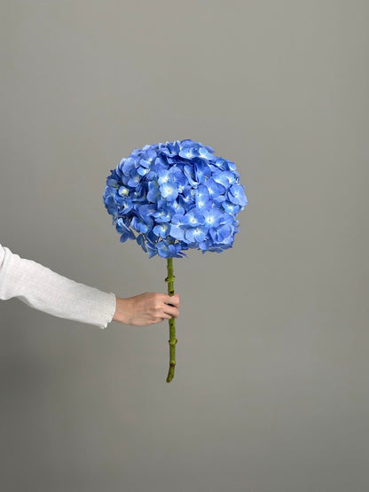 Hydrangea blue