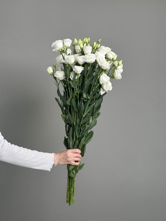 White eustoma