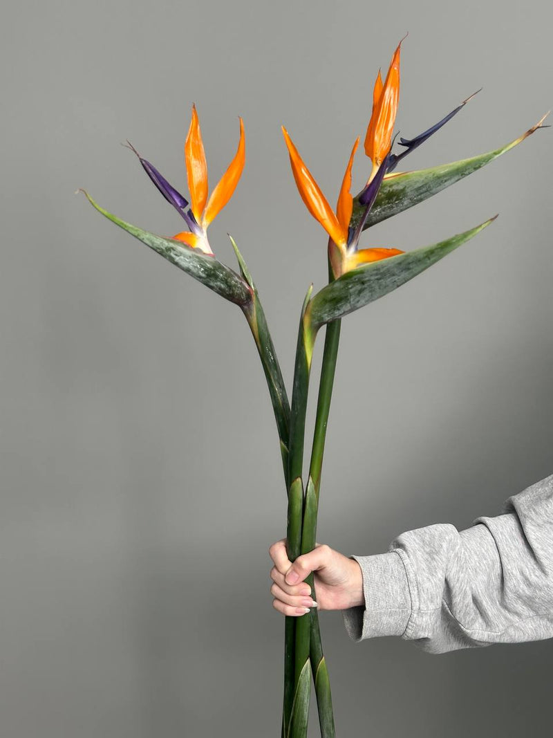 Strelitzia (3 stems)