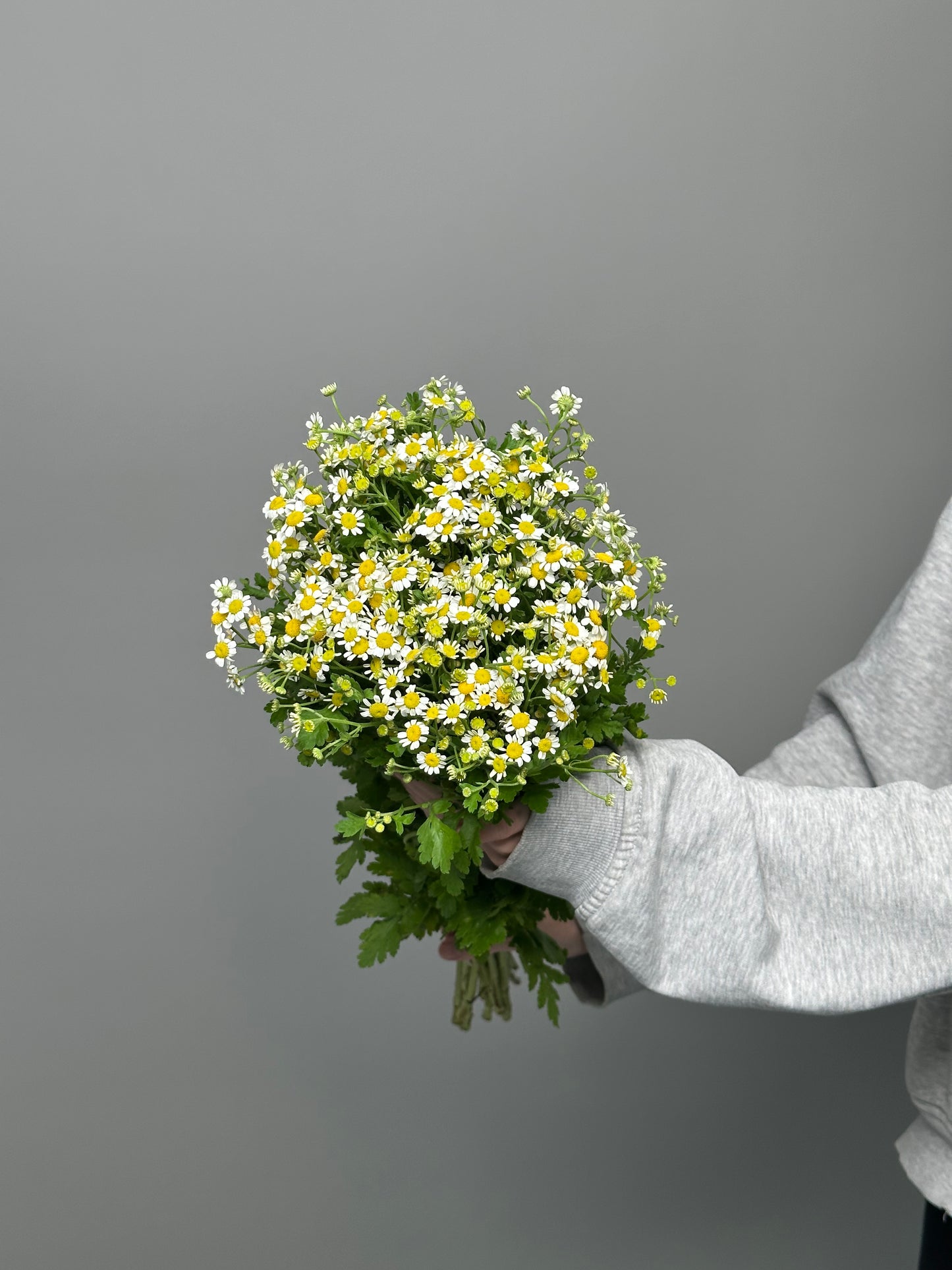 Daisy