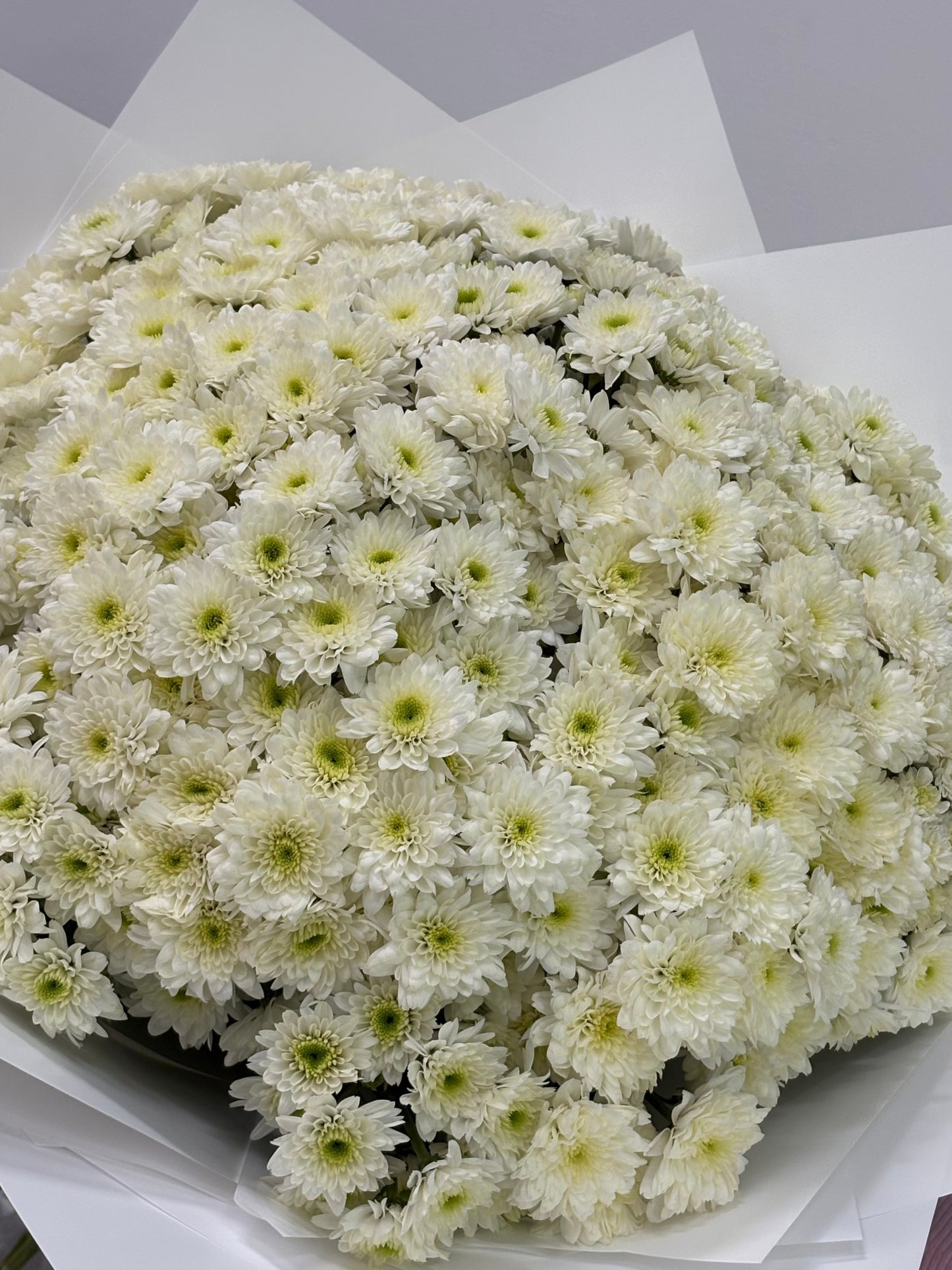 75 spray chrysanthemums