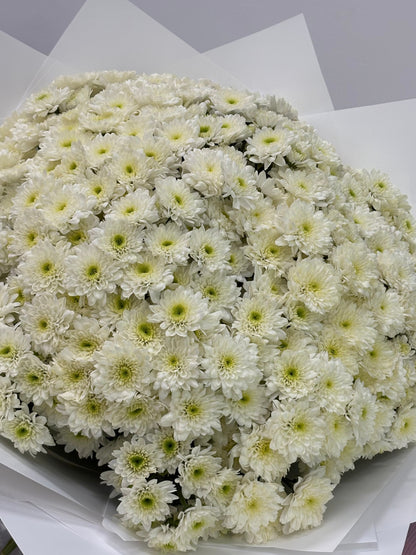 75 spray chrysanthemums