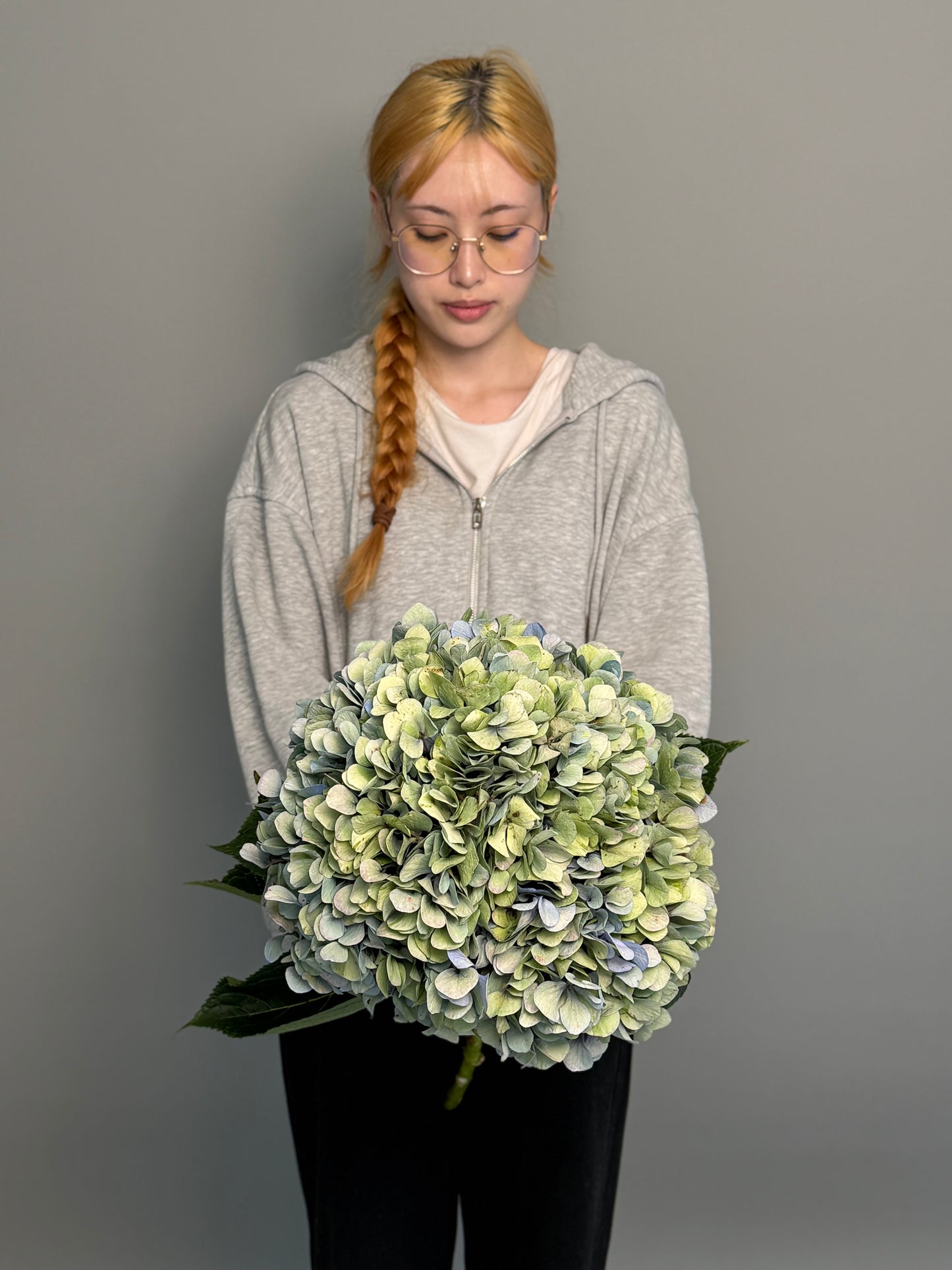 Hydrangea green blue