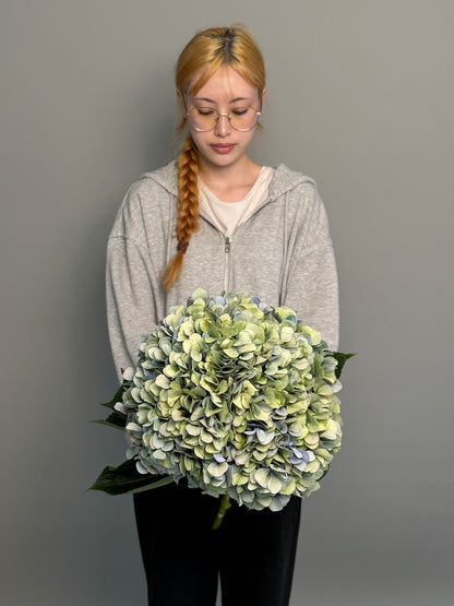Hydrangea green blue