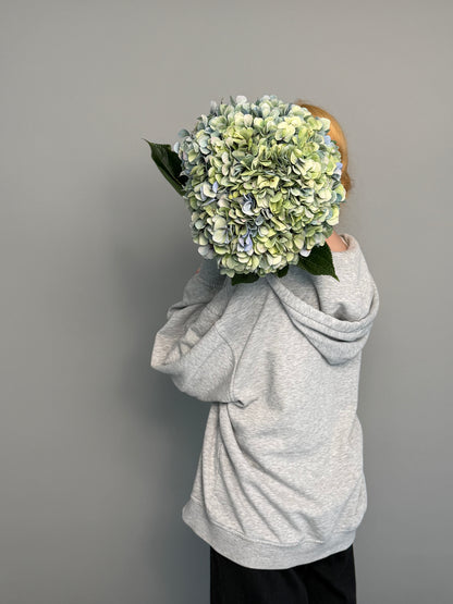 Hydrangea green blue