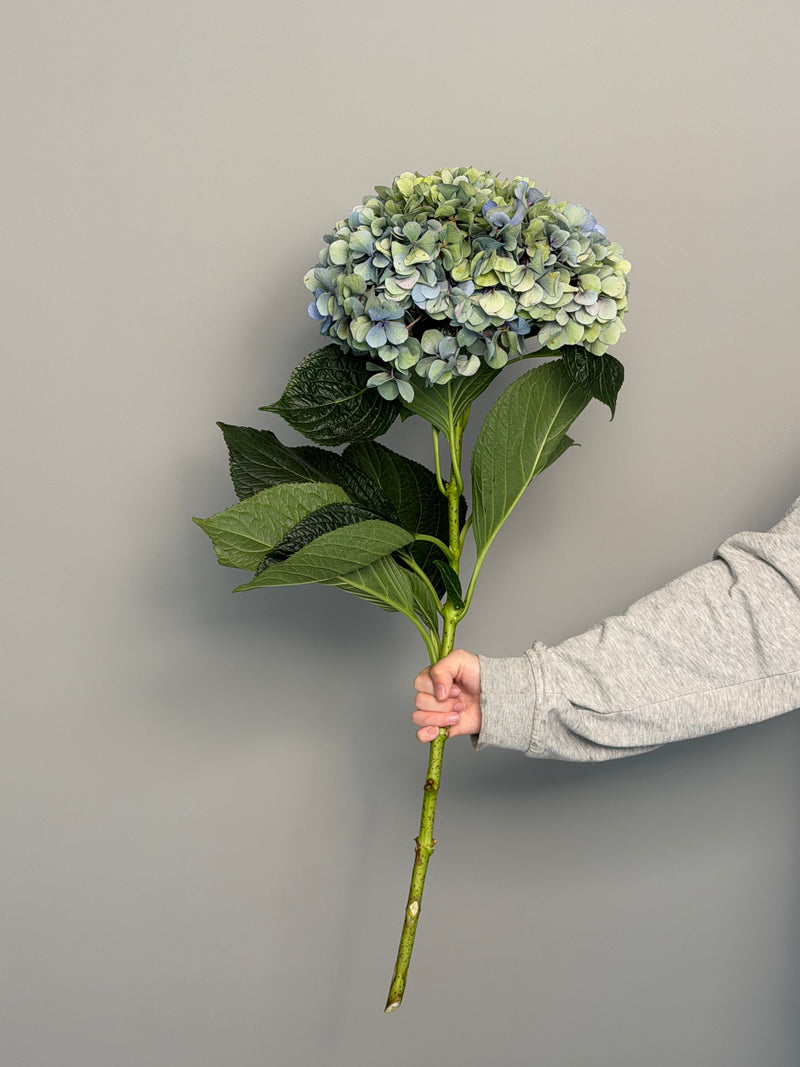 Hydrangea green blue