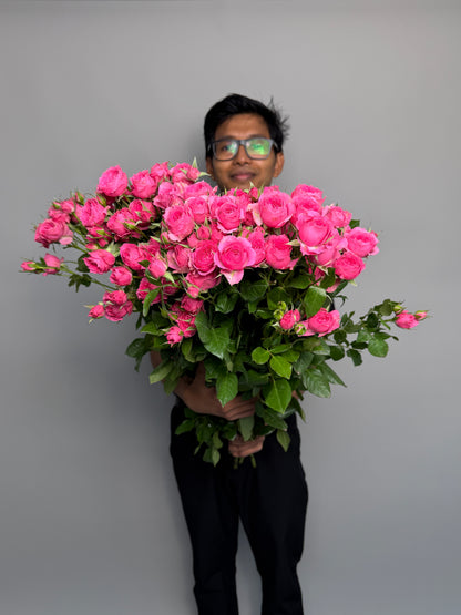 Pink Barbie bush roses by the pack at a wholesale price — LaLa Pattaya