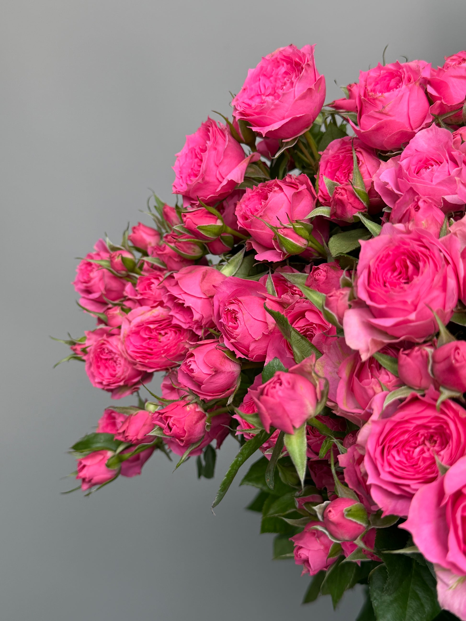 Pink Barbie bush roses by the pack at a wholesale price — LaLa Pattaya