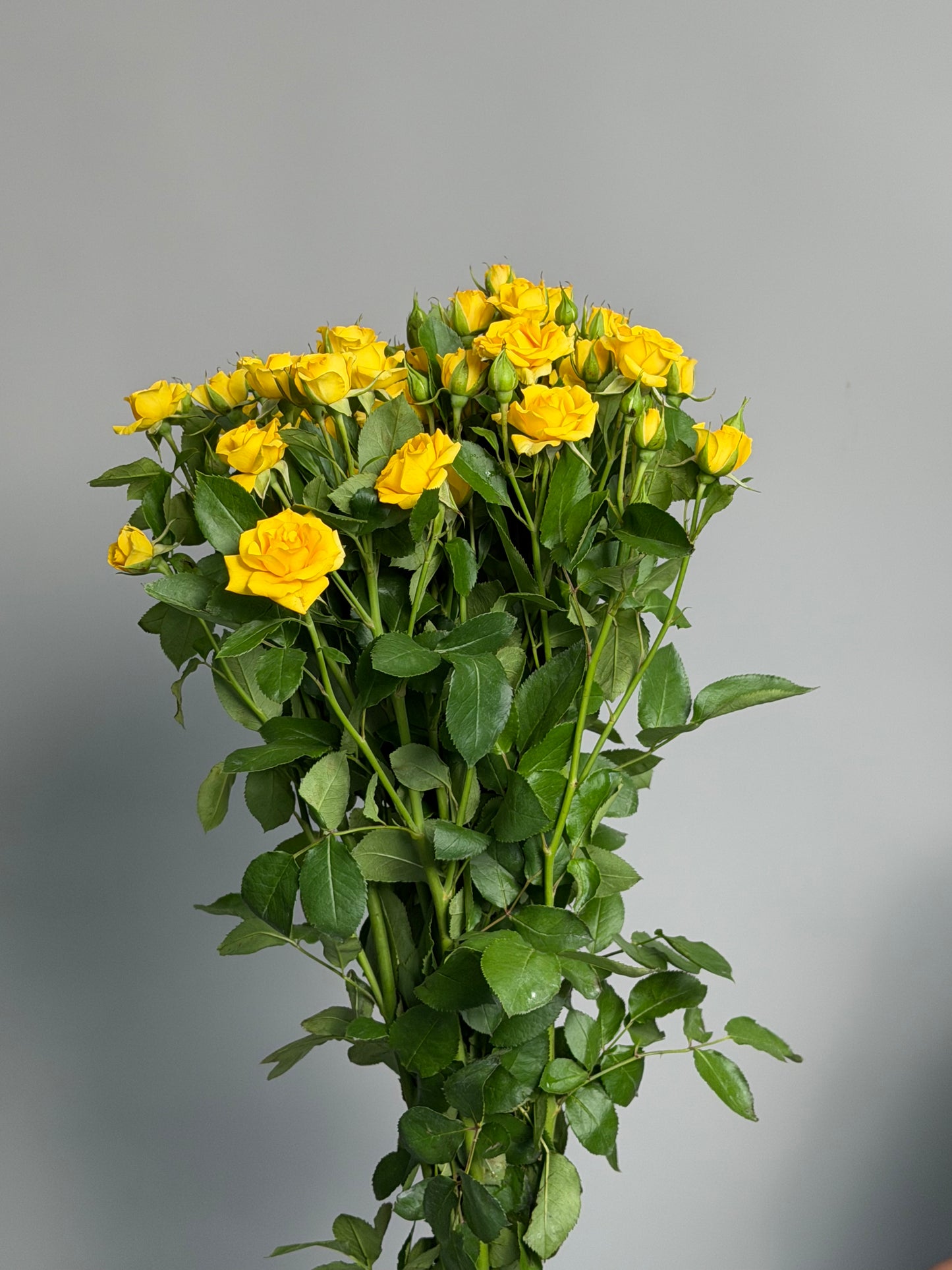 Yellow bush roses by the pack at a wholesale price — LaLa Pattaya