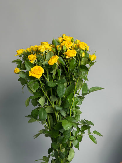 Yellow bush roses by the pack at a wholesale price — LaLa Pattaya