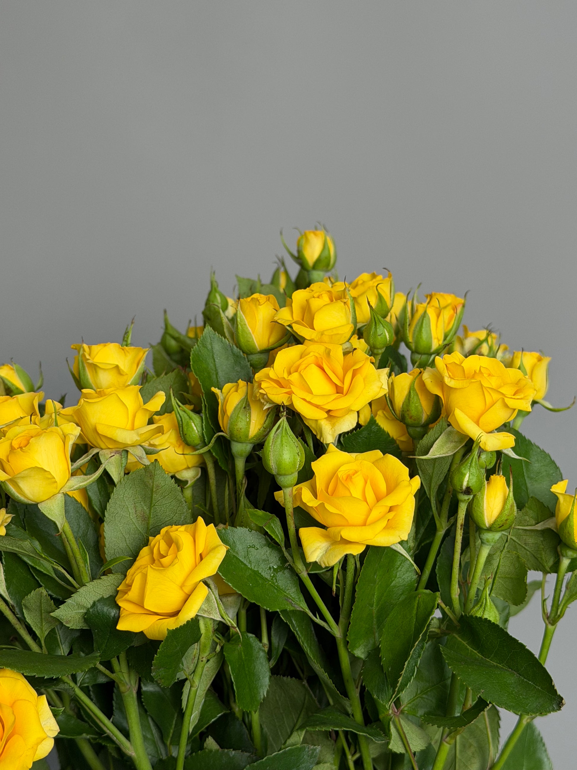 Yellow bush roses by the pack at a wholesale price — LaLa Pattaya