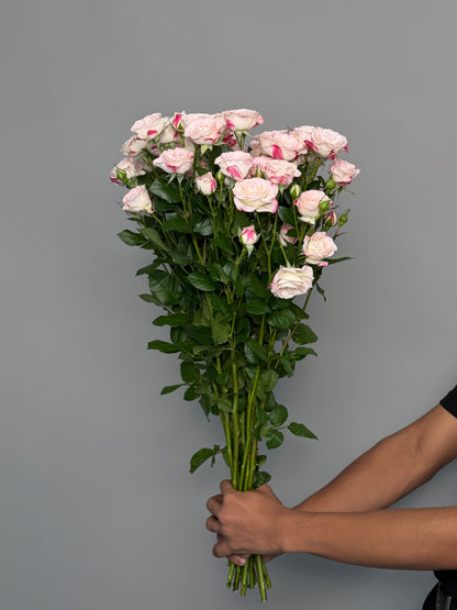 Tiger bush roses by the pack at a wholesale price — LaLa Pattaya