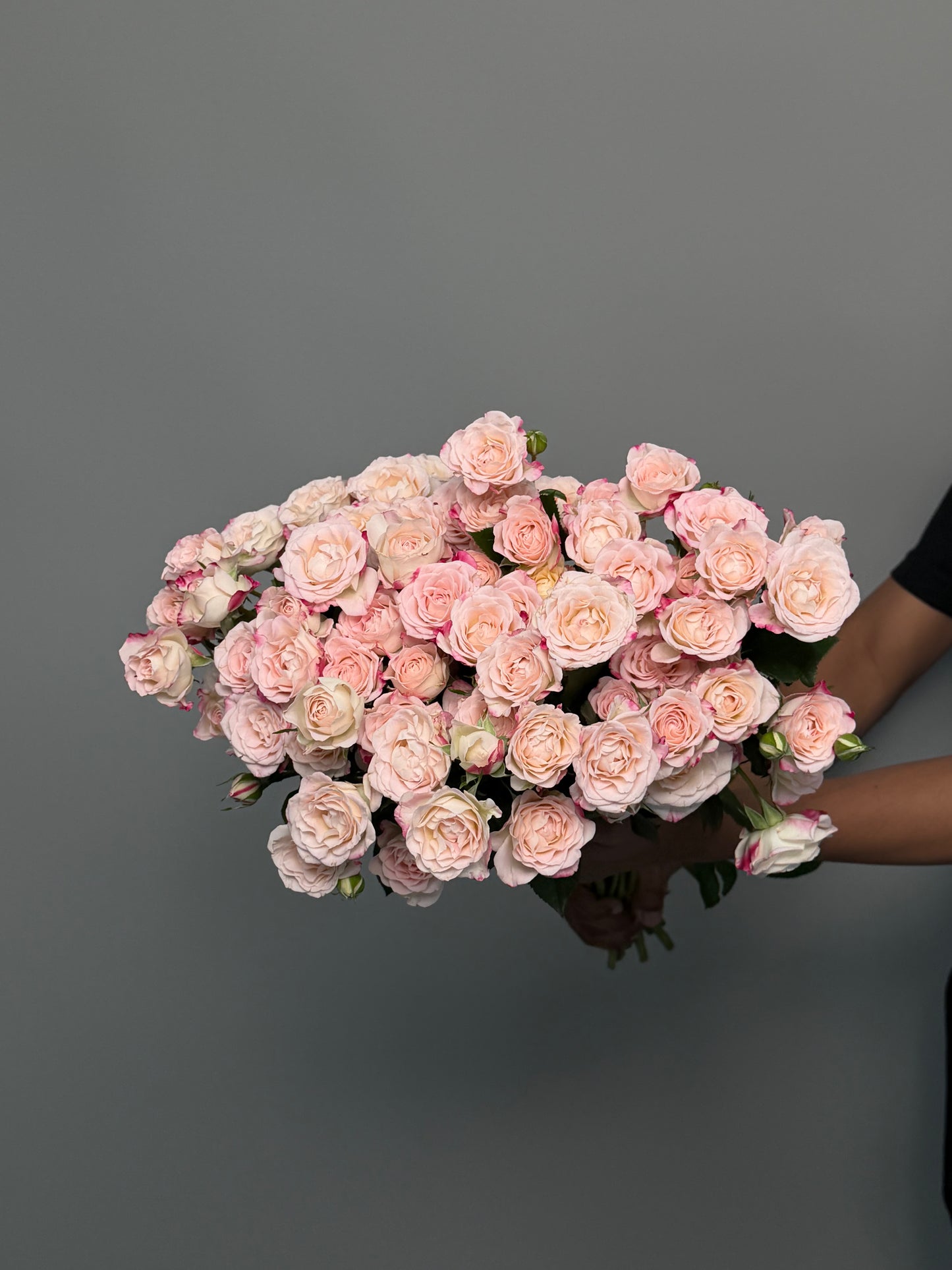 Tiger bush roses by the pack at a wholesale price — LaLa Pattaya
