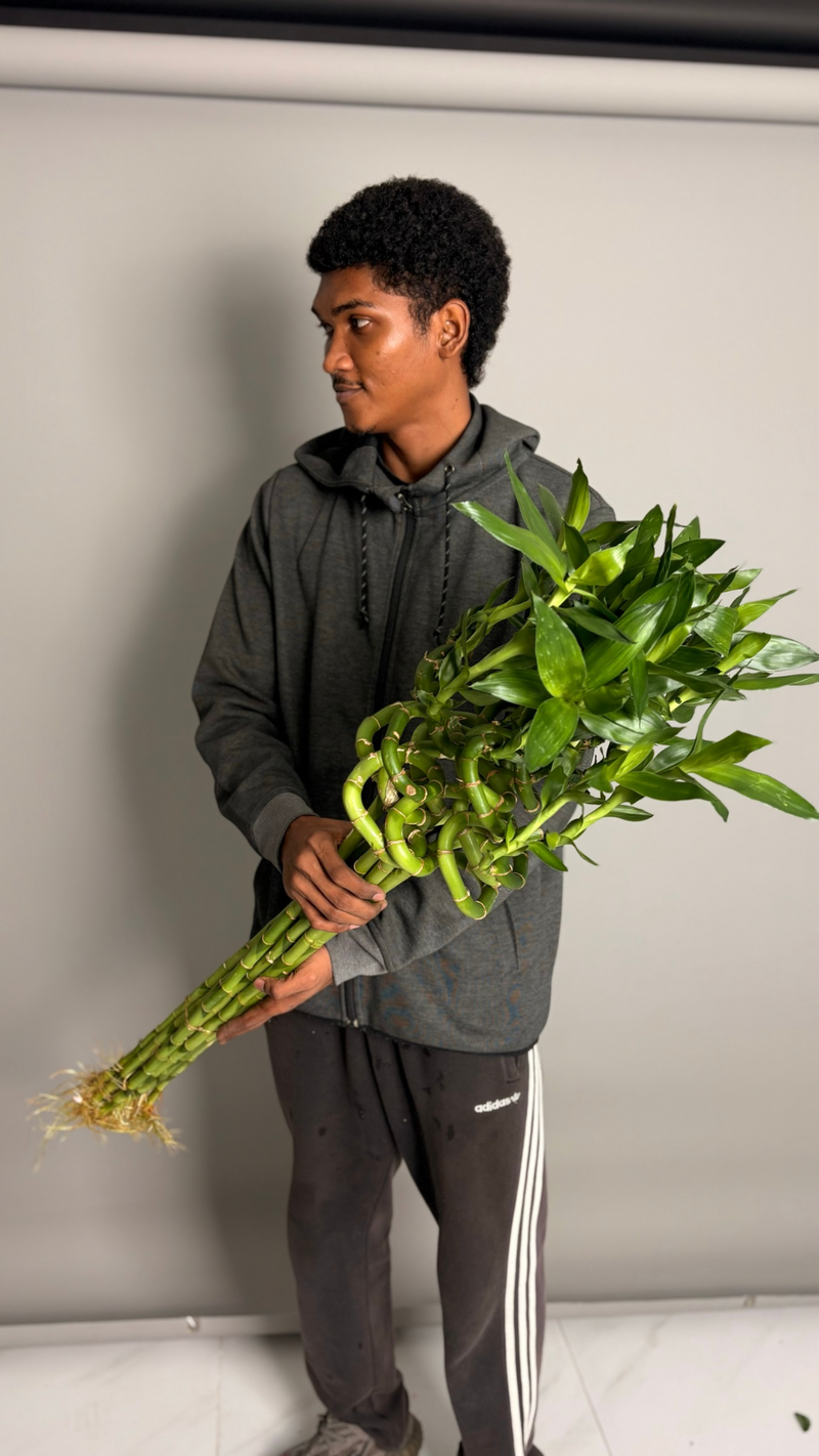 Lucky Bamboo (10 stems)