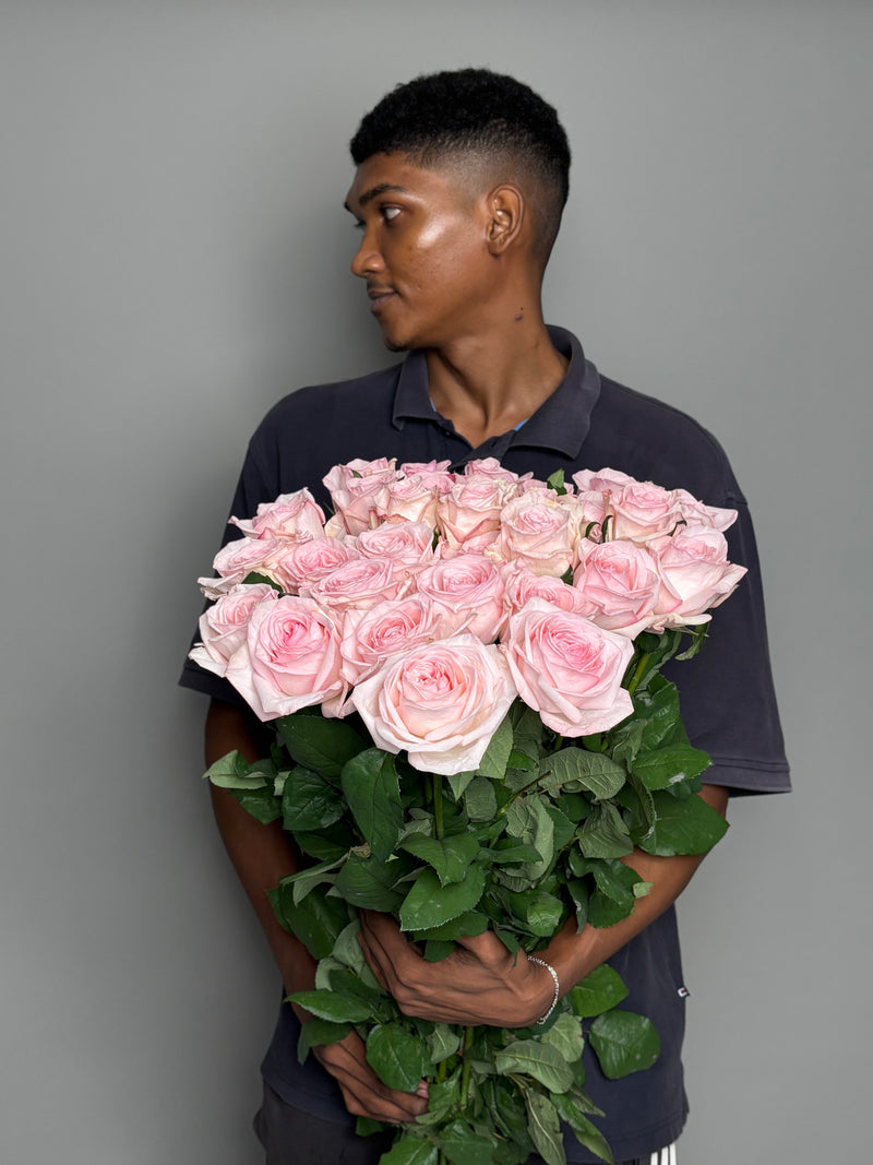 Big pack O'Hara Rose (30 stems)