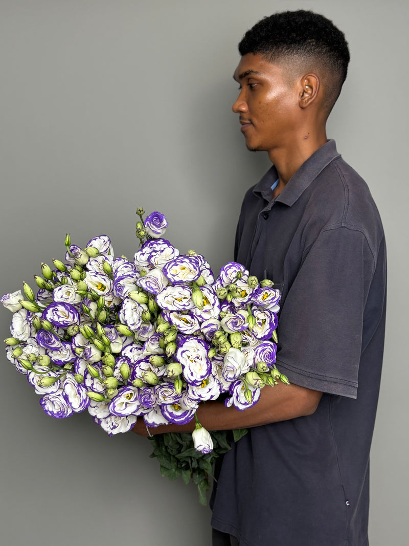 Big pack Purple Eustoma (30 stems)