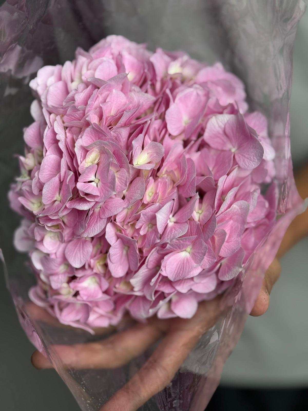 Hydrangea pink