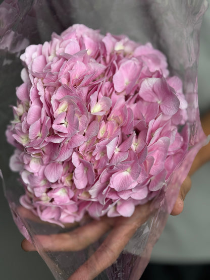 Hydrangea pink