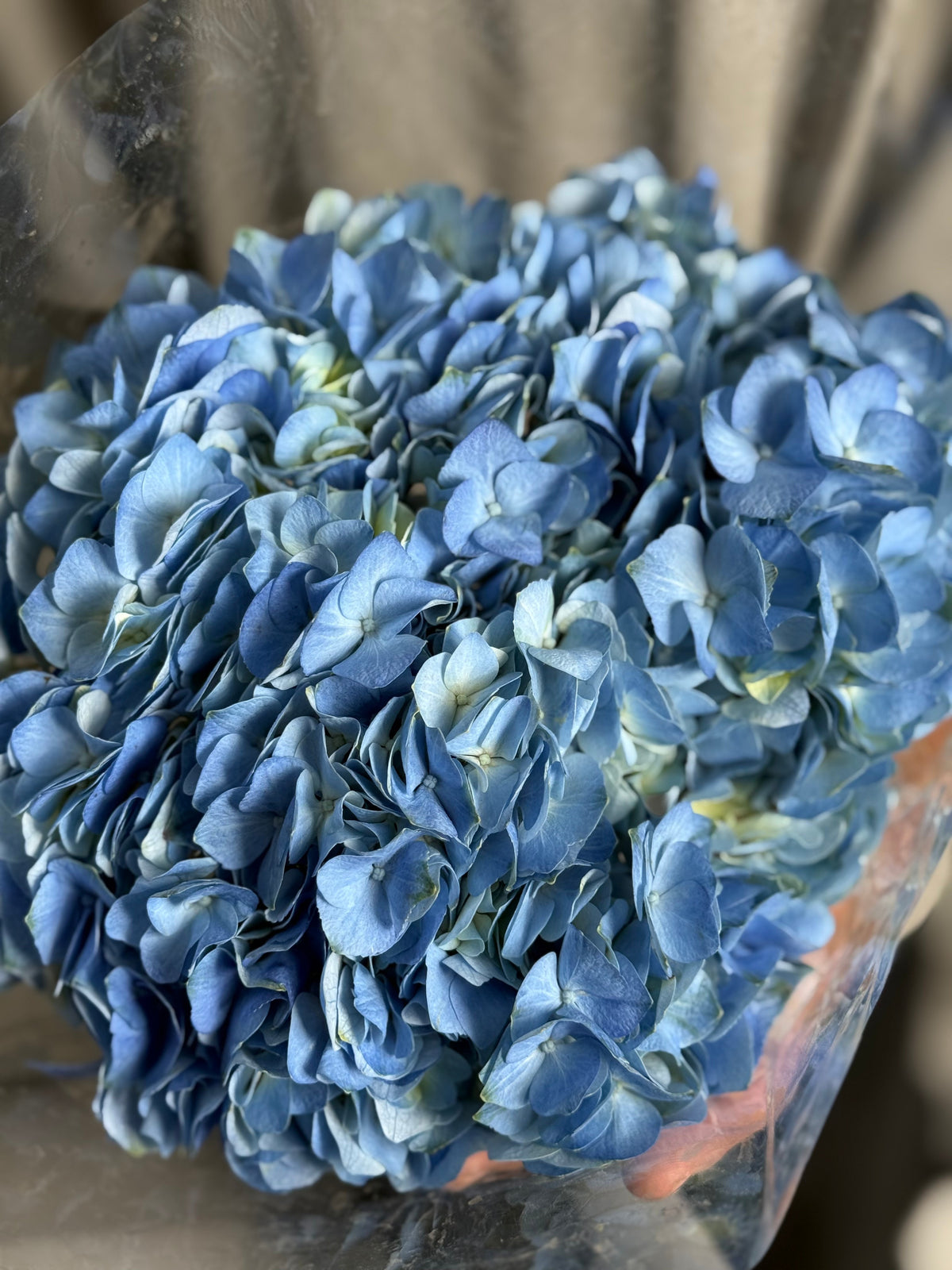 Hydrangea blue