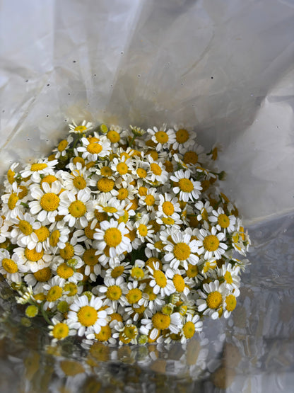 Daisy