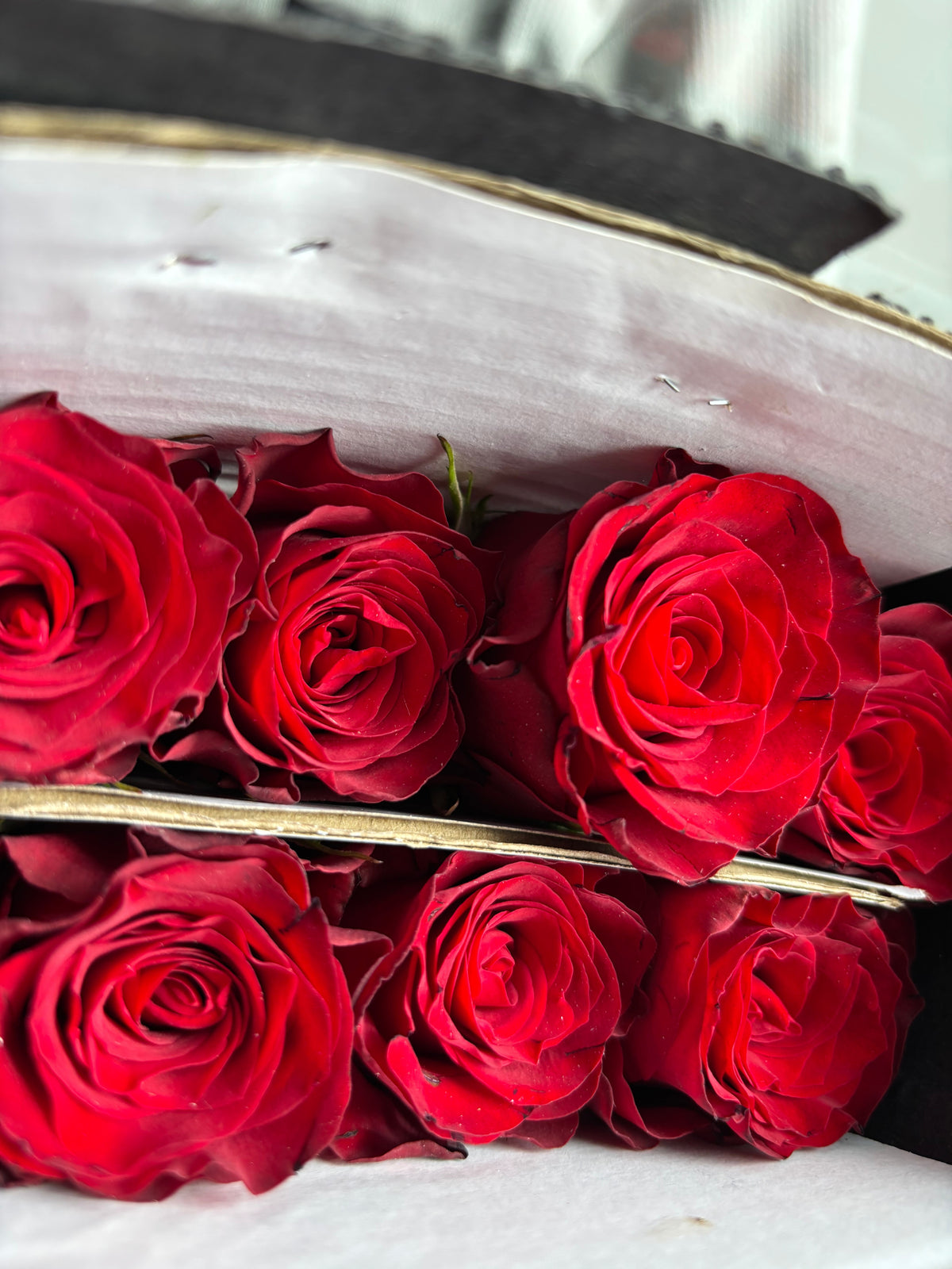 Red rose