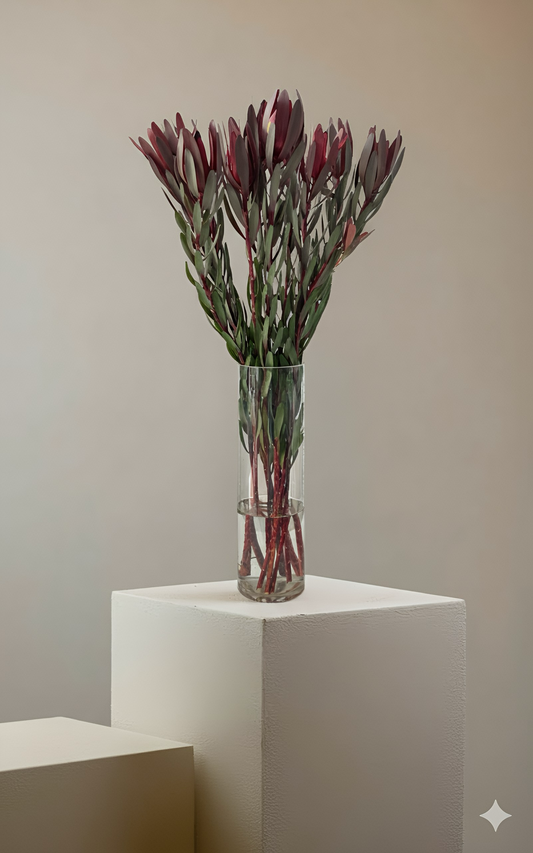Bunch leucadendron (10 pcs)