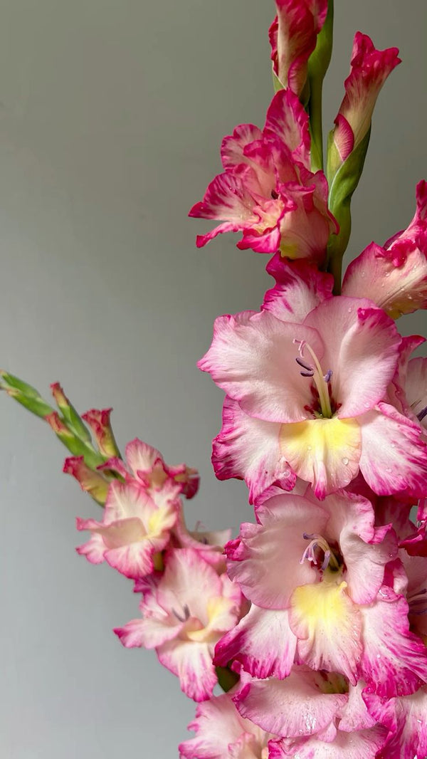 Gladiolus