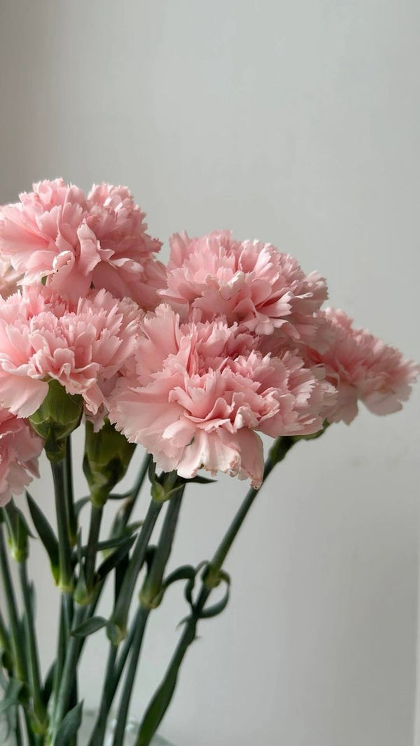Carnations