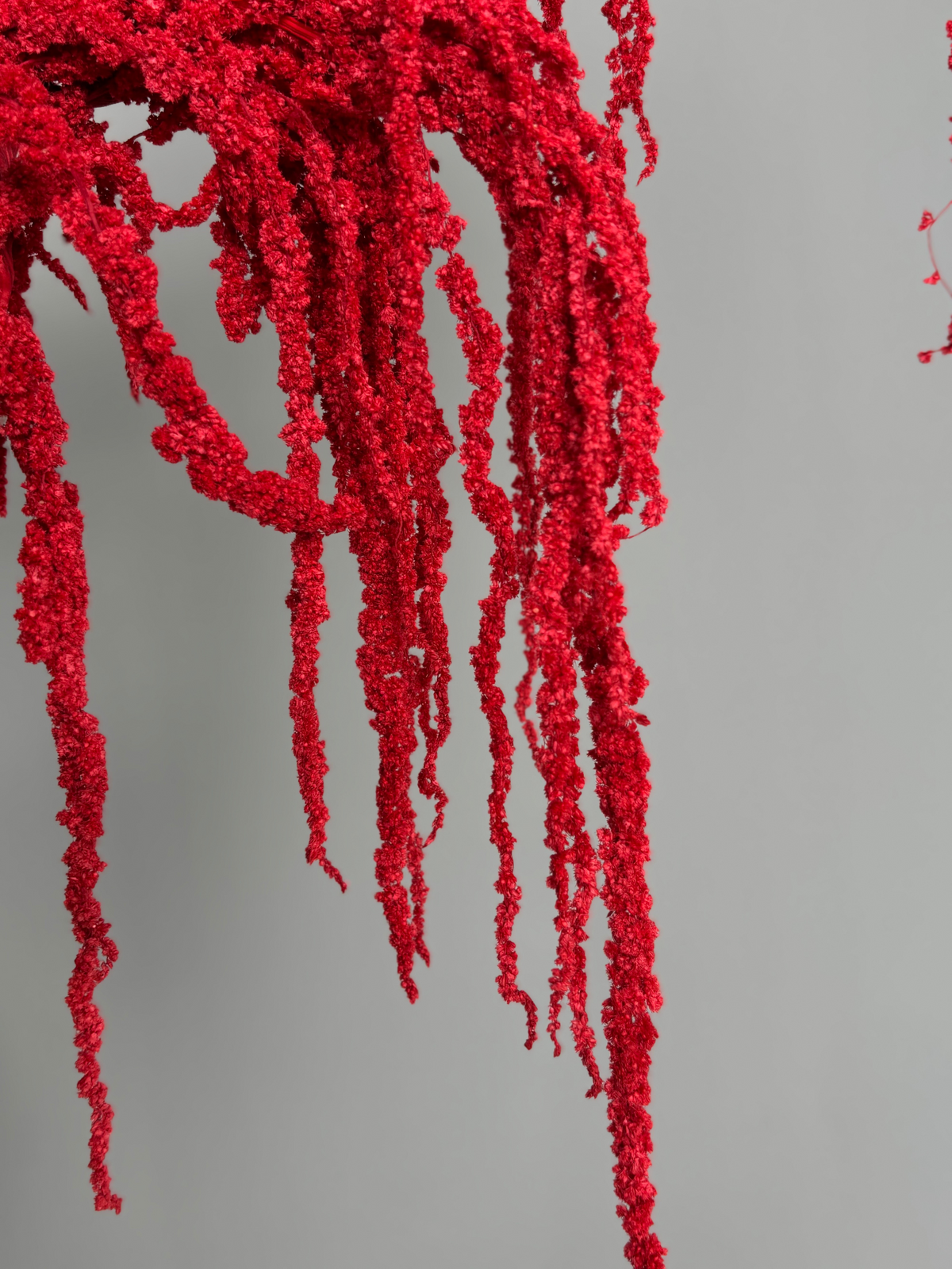 Amaranth red. Dried flowers