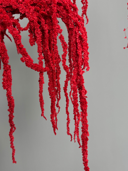 Amaranth red. Dried flowers