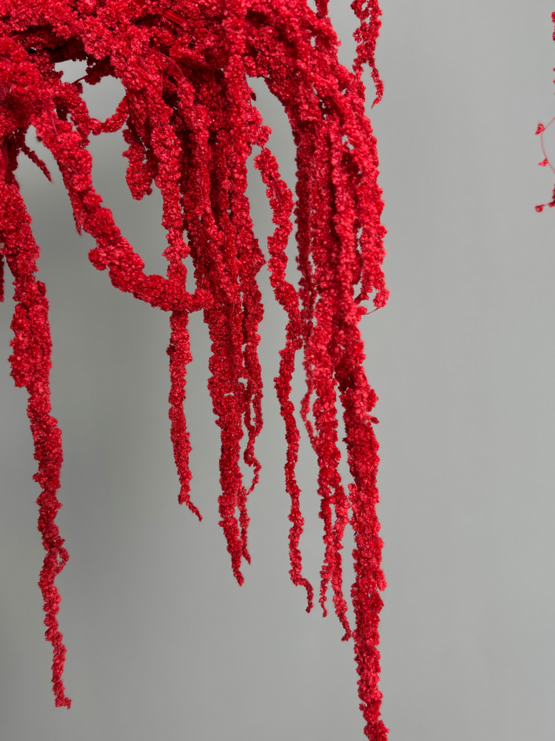 Amaranth red. Dried flowers