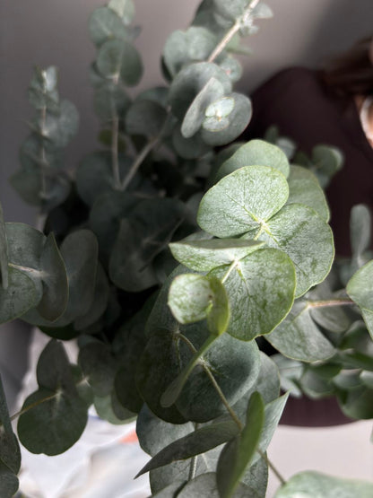 Eucalyptus